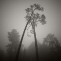 Fog, Oakland Hills 9