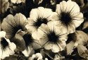 Lith Flower 1
