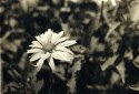 Lith Flower 2
