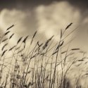 Summer Grass 2