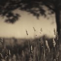 Front Yard (photostock 2009)