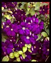 Clematis 001 Small