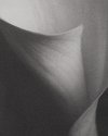 Lilly