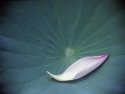 Lotus Petal