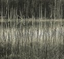 Grasses And Cedars, O'Neal Lake, Photostock 2009