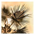 Trani - Palm Tree