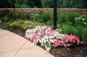 Flowers At The Foundry