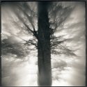 White Spruce