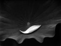 Lotus Petal 2