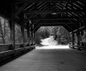 Dupont Forest Images
