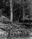 Dupont Forest Images