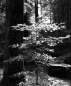 Backlit Tree Slave Cemetary
