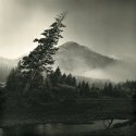 Bended Tree