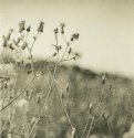 Summer Weeds
