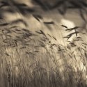 Summer Breeze (print)
