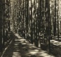 Pine Stand, Photostock 2009