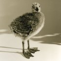 Seagull Chick