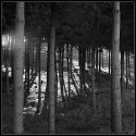 Sunstruck Pines