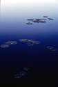 Lily Pads