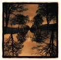 Mirrored Trees...