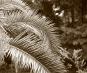 Palm