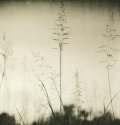 Sunset Grass