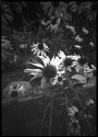 Carol Ann's Garden No. 3