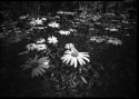 Daisies At Shore Acres Park
