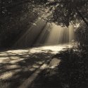 Tunnel Or Trees Rd (print)