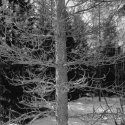 Pine Tree, Springtime