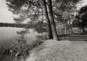 Pine Trees And Lake