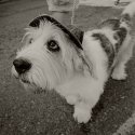 Dog With Hat