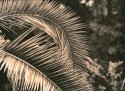 Branches