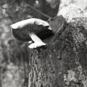 Mushroom On Tree3 Copy850 X 847
