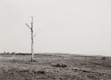 "Random" Tree