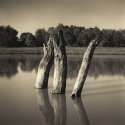 Stumps (print)