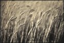 Summer Breeze 4 (print)