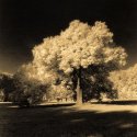 Deckstein Tree
