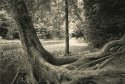 Leaning Sycamore, Eagle Creek