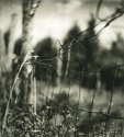 Summer Fence 1