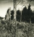 Summer Fence 2
