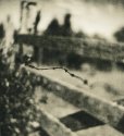 Summer Fence 3