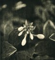 Hosta Flower