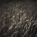 Summer Grass 3 (print)