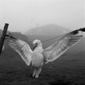 Scarecrow, Tórshavn, Faroe Islands