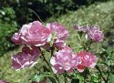 Restaurant Rose
