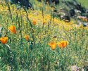 Poppies And Goldfields