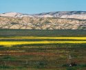 Goldfields Against The Temblor Range