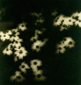 Petals