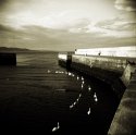 Bray Harbour Swans
